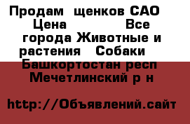 Продам ,щенков САО. › Цена ­ 30 000 - Все города Животные и растения » Собаки   . Башкортостан респ.,Мечетлинский р-н